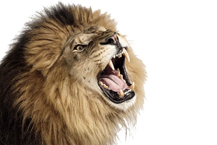 Gambar  Kepala Singa Mengaung Terbaru gambarcoloring