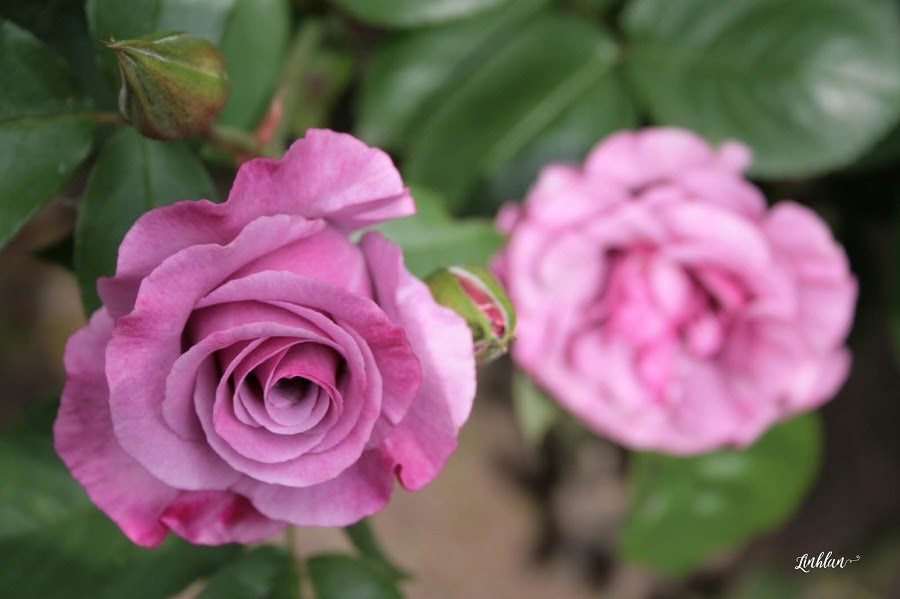 Giống hoa hồng tím ruốc