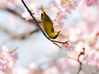 foto de pajaro con flores