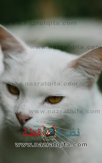 قطط جميلة بيضاء