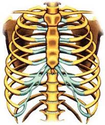  Tulang  Rusuk  Pengertian ILMU