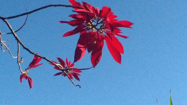 sikkim flower
