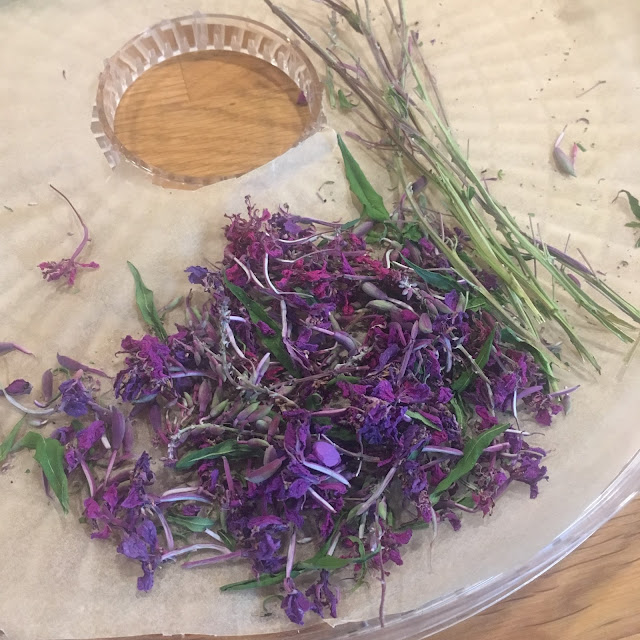 Geitramsblomster tørket i dehydrator, og plukket fra stilkene