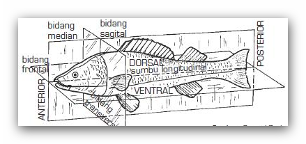 Pengertian Ciri  dan Klasifikasi Kingdom Animalia