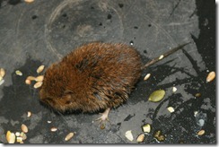 Bank Vole