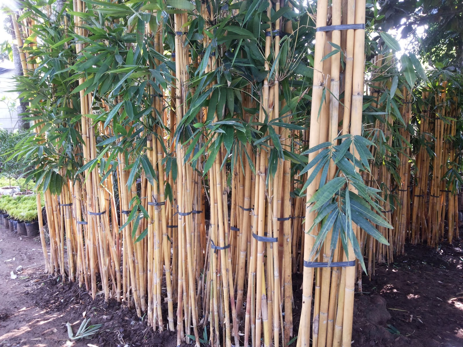 JUAL TANAMAN DAN RUMPUT TAMAN  tukang pohon bambu  kuning 