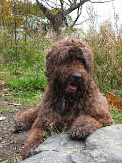 Portuguese Water Dog