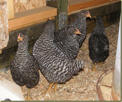 ChickensInCoop