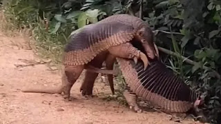 tatu-canastra, acasalamento, copula, giant armadillo, armadillo, animal, conservação