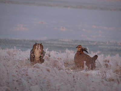 bird dogs and bird hunting