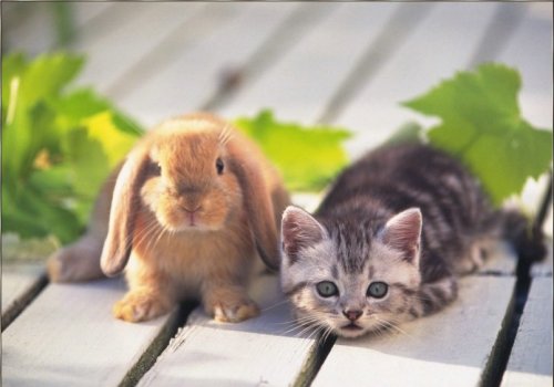 bunnies and kittens. cute kittens and unnies -