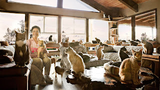 Cat Lady Thought She Could Handle 1,000 Cats, But She Had No Idea.