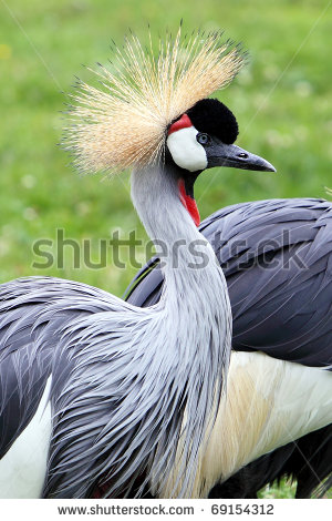 Beautiful,cute red,black and gray cranes stand on beautiful grass grond , wallpaper,picture,images