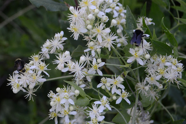 bumble bees in oportunistic growth in a wash