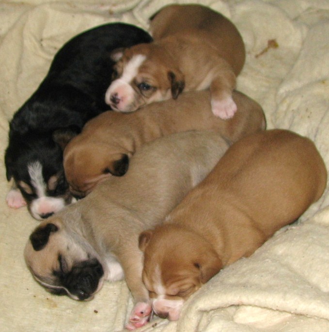 pitbull golden retriever mix puppies. is a deaf pit bull mix.