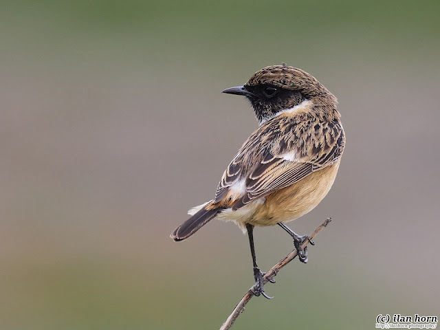 Stonechat on a Branch