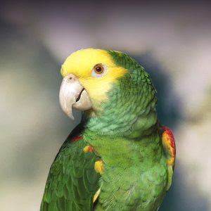 The double yellow-headed Amazon parrot 