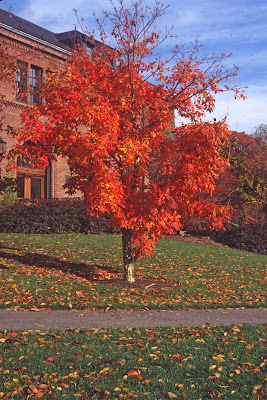 Клён трёхцветковый (Acer triflorum)