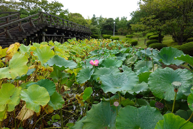 鳥取県米子市淀江町福岡　伯耆古代の丘公園　古代ハスの園