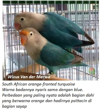 Selamat datang mutasi baru lovebird