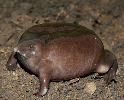 الضفدع البنفسجي الهندي indian purple frog