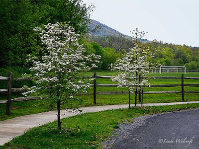 Dogwood trees and rail fence