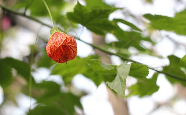 Flowering Maple Flowers Pictures