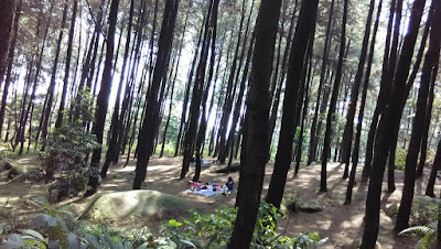 Hutan Pinus Gunung Pancar