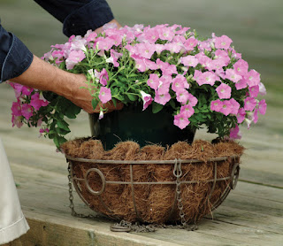 Homeowner Prepares Flowers For Garden