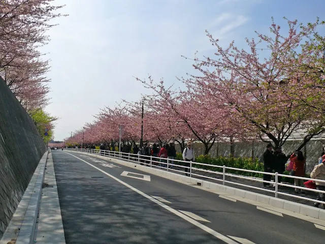 三浦海岸駅　小松ヶ池公園　河津桜