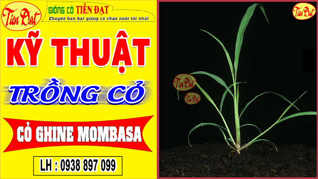 Kỹ thuật trồng cỏ Ghine Mombasa hiệu quả nhanh chóng