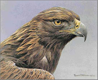 Golden Eagle Portrait