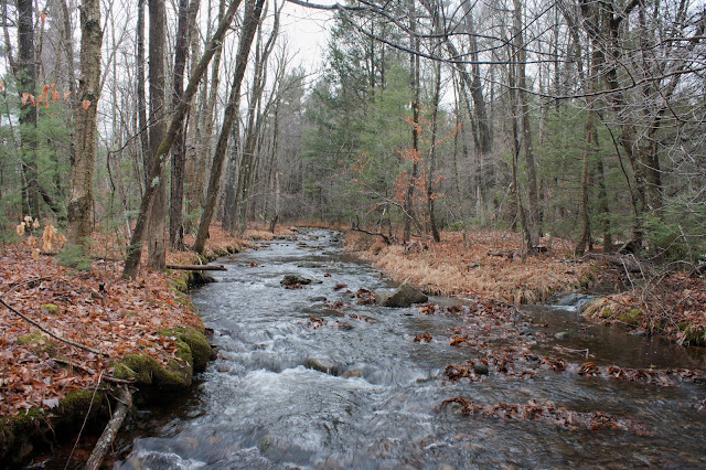 A Wild Brook Trout Stream on Mt. Wachusett