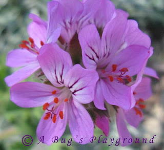 Ivy Geraniums