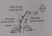 ncert control and coordination plant growth auxin hormone