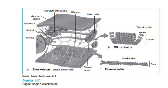 Fungsi dan  Bagian Bagian Sitoskeleton PPT PDF 