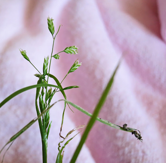 Grass seeds in September against pink background.