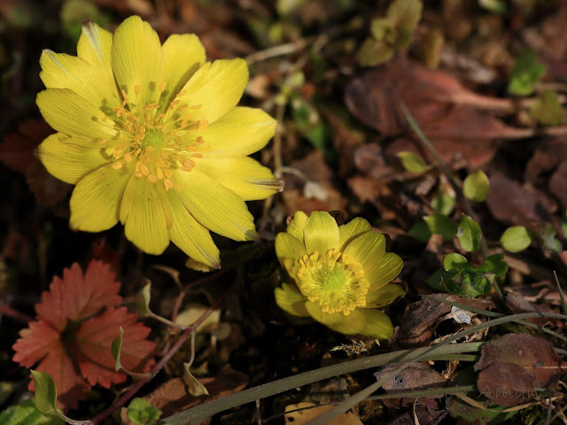 Adonis multiflola