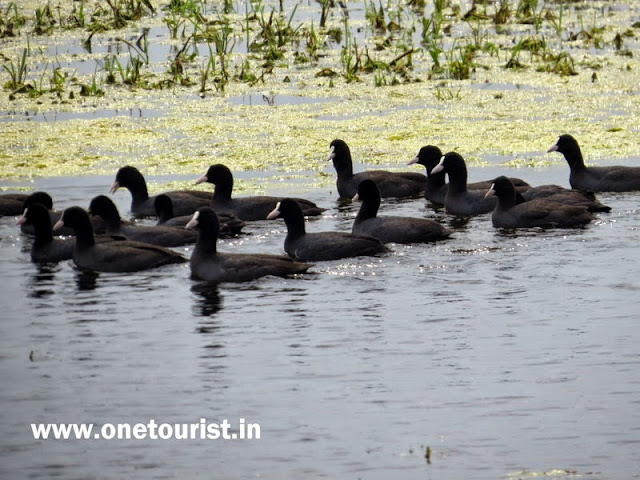 keoladeo national park , Bharatpur , Rajasthan 