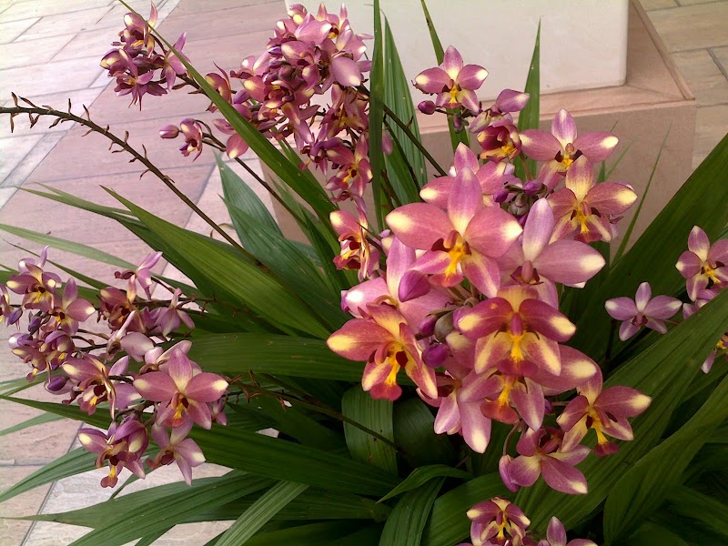 Populer Bunga Orchid, Pot Anggrek