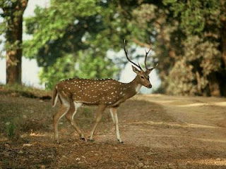 হরিন ও তার সিদ্ধান্ত (গল্প)-লিখেছেন শাখাওয়াত হোসেন।  