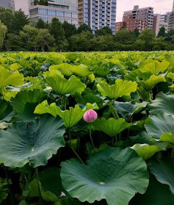 不忍池 蓮の花