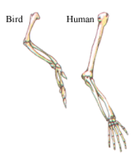 HEREDITY AND EVOLUTION