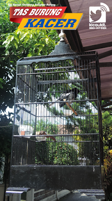 Sangkar Kurungan Burung Kacer