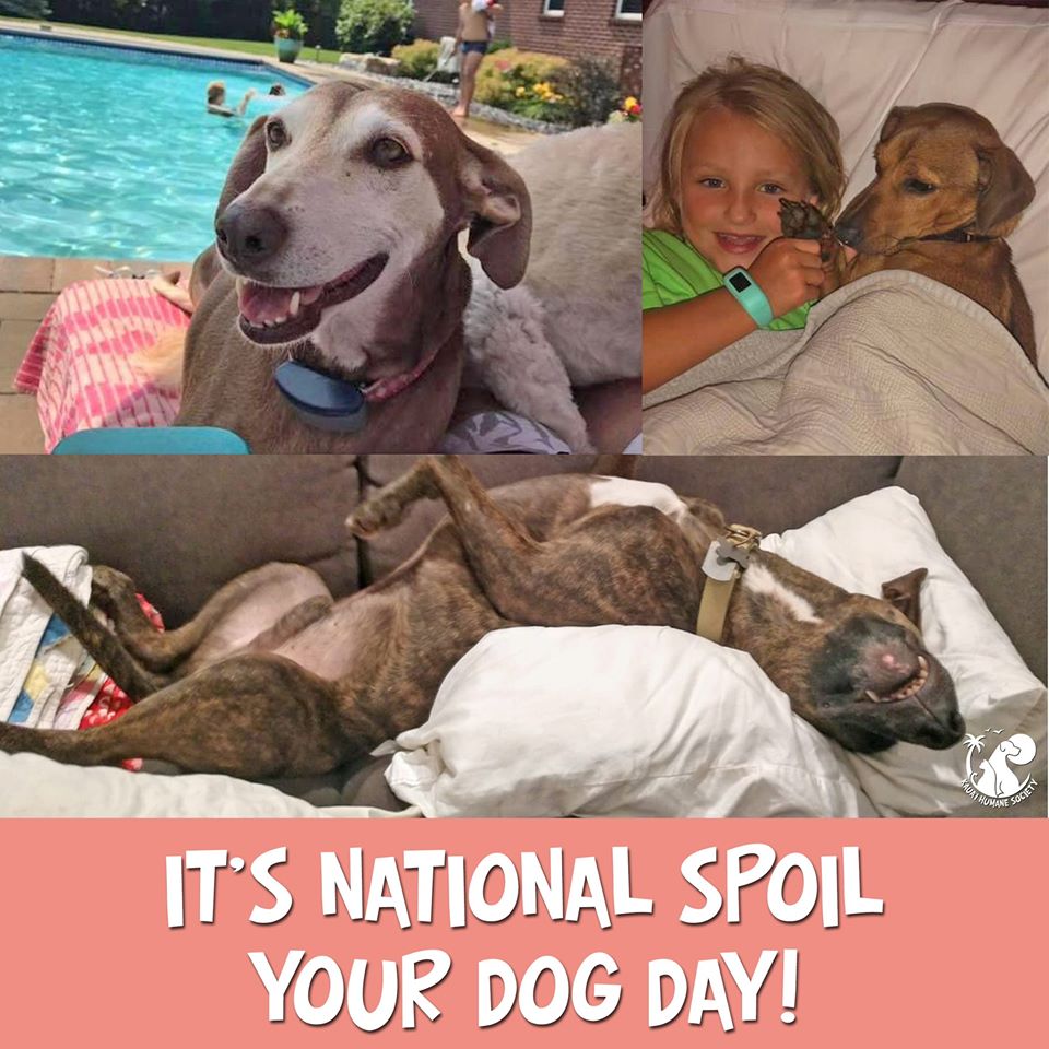 National Spoil Your Dog Day
