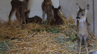 Ferme pédagogique molineuf