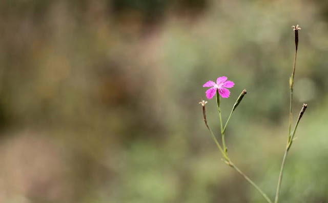 Deptford Pink Flowers Pictures