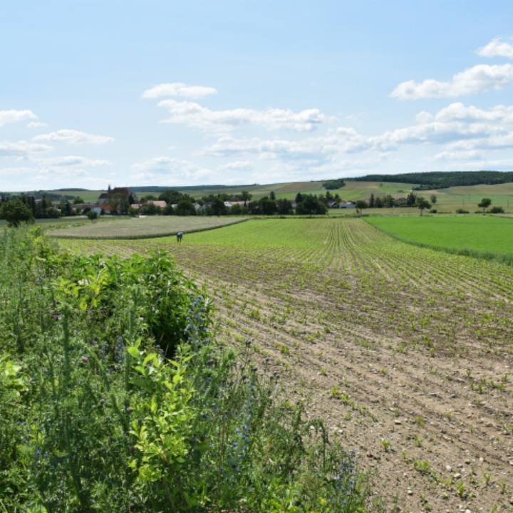 Blick auf Eggendorf im Thale im Juni