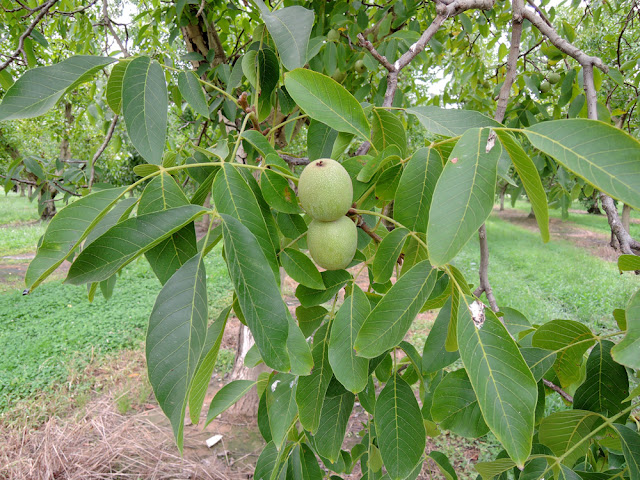 Medicinal Plants Found in Himalayan Region of Nepal