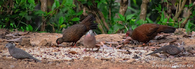 Wild Fowl / Junglefowl ( കാട്ടുകോഴി ), with Wild Pigeons